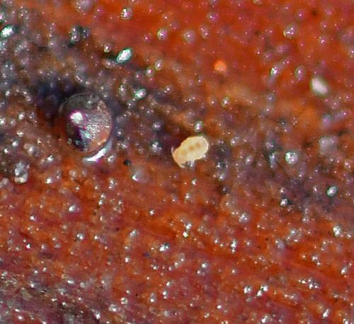 Réf. 353 894 : Megalothorax sp.